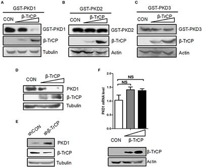 β-TrCP Restricts Lipopolysaccharide (LPS)-Induced Activation of TRAF6-IKK Pathway Upstream of IκBα Signaling